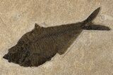 Multiple Fossil Fish (Notogoneus & Diplomystus) - Wall Mount #300613-3